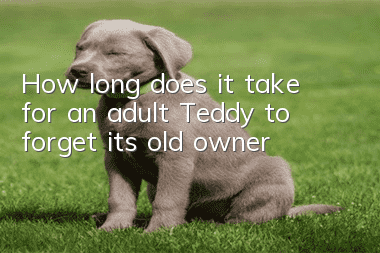 How long does it take for an adult Teddy to forget its old owner?