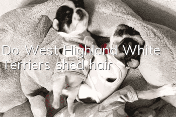 Do West Highland White Terriers shed hair?