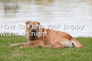 How to keep your puppy warm at night