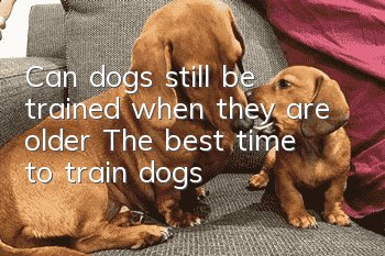 Can dogs still be trained when they are older? The best time to train dogs!