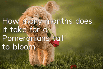 How many months does it take for a Pomeranian's tail to bloom?