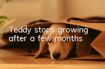 Teddy stops growing after a few months