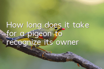 How long does it take for a pigeon to recognize its owner?