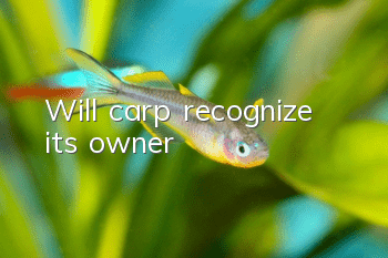 Will carp recognize its owner?