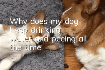 Why does my dog keep drinking water and peeing all the time?