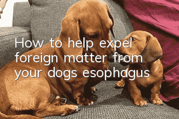 How to help expel foreign matter from your dog’s esophagus