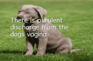 There is purulent discharge from the dog's vagina