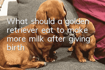 What should a golden retriever eat to make more milk after giving birth?