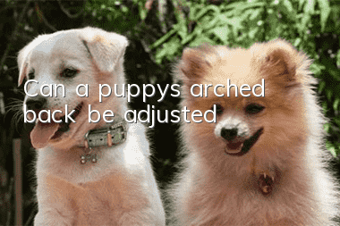 Can a puppy’s arched back be adjusted?