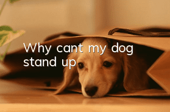 Why can't my dog stand up?