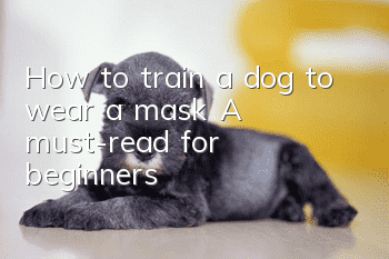 How to train a dog to wear a mask? A must-read for beginners!