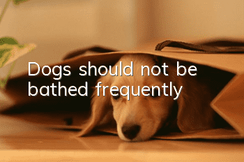 Dogs should not be bathed frequently