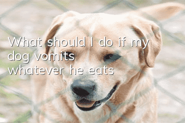 What should I do if my dog vomits whatever he eats?