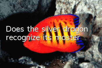 Does the silver dragon recognize its master?