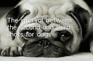 The interval between the second and third shots for dogs