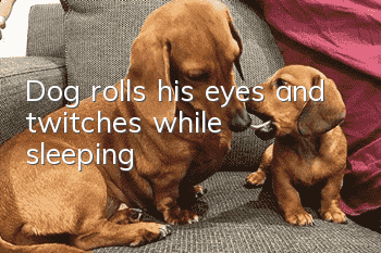 Dog rolls his eyes and twitches while sleeping