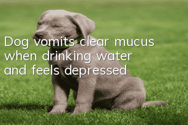Dog vomits clear mucus when drinking water and feels depressed