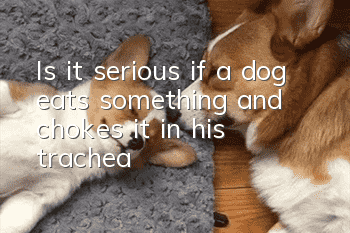Is it serious if a dog eats something and chokes it in his trachea?