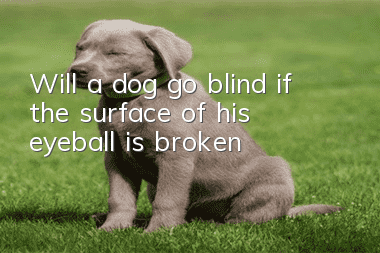 Will a dog go blind if the surface of his eyeball is broken?