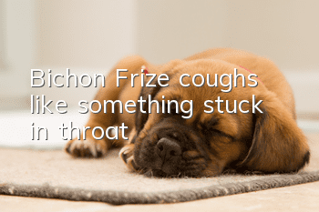 Bichon Frize coughs like something stuck in throat