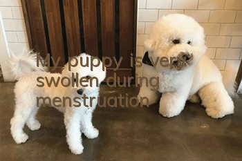 My puppy is very swollen during menstruation