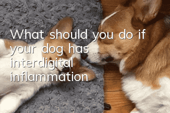 What should you do if your dog has interdigital inflammation?