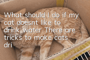 What should I do if my cat doesn’t like to drink water? There are tricks to make cats drink water!