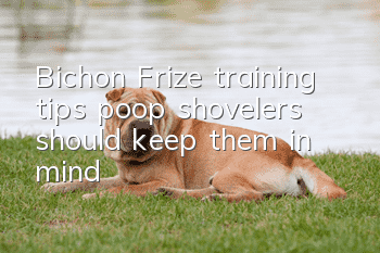 Bichon Frize training tips, poop shovelers should keep them in mind!