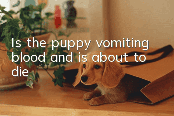 Is the puppy vomiting blood and is about to die?