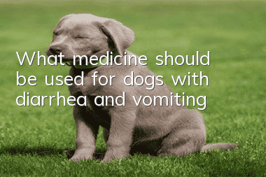 What medicine should be used for dogs with diarrhea and vomiting?