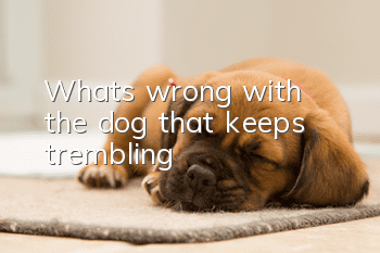 What's wrong with the dog that keeps trembling?