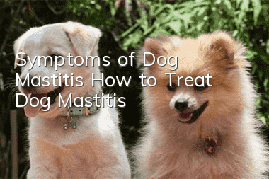 Symptoms of Dog Mastitis How to Treat Dog Mastitis