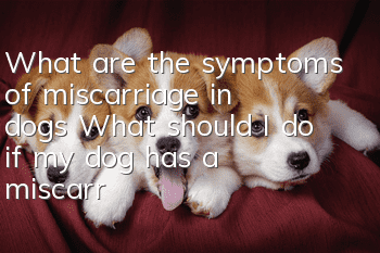 What are the symptoms of miscarriage in dogs? What should I do if my dog has a miscarriage?