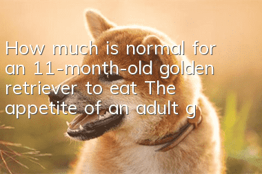 How much is normal for an 11-month-old golden retriever to eat? The appetite of an adult golden retriever is really quite big!