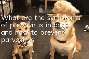 What are the symptoms of parvovirus in dogs and how to prevent parvovirus