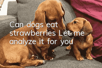 Can dogs eat strawberries? Let me analyze it for you!