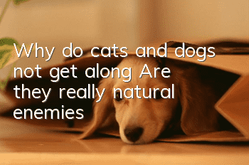 Why do cats and dogs not get along? Are they really natural enemies?