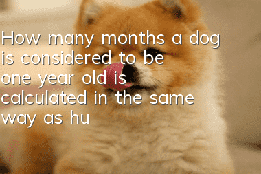 How many months a dog is considered to be one year old is calculated in the same way as humans!