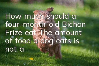 How much should a four-month-old Bichon Frize eat? The amount of food a dog eats is not a fixed value!