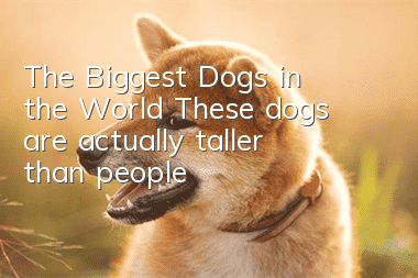 The Biggest Dogs in the World These dogs are actually taller than people!