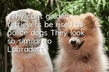 Why can’t golden retrievers be used as police dogs? They look so similar to Labradors!