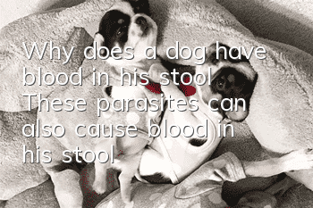 Why does a dog have blood in his stool? These parasites can also cause blood in his stool!