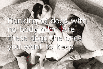 Ranking of dogs with no body odor. Are these dogs the ones you want to keep?