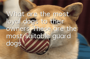 What are the most loyal dogs to their owners? These are the most suitable guard dogs!