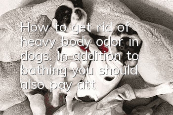 How to get rid of heavy body odor in dogs. In addition to bathing, you should also pay attention to these things.