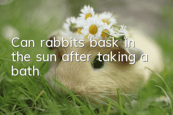 Can rabbits bask in the sun after taking a bath?