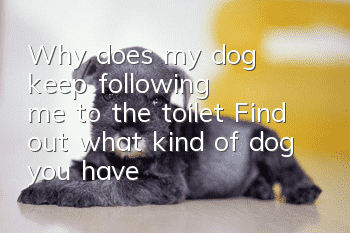 Why does my dog keep following me to the toilet? Find out what kind of dog you have