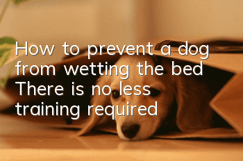 How to prevent a dog from wetting the bed? There is no less training required!