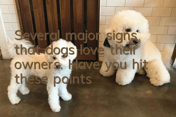 Several major signs that dogs love their owners. Have you hit these points?
