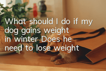 What should I do if my dog gains weight in winter? Does he need to lose weight?